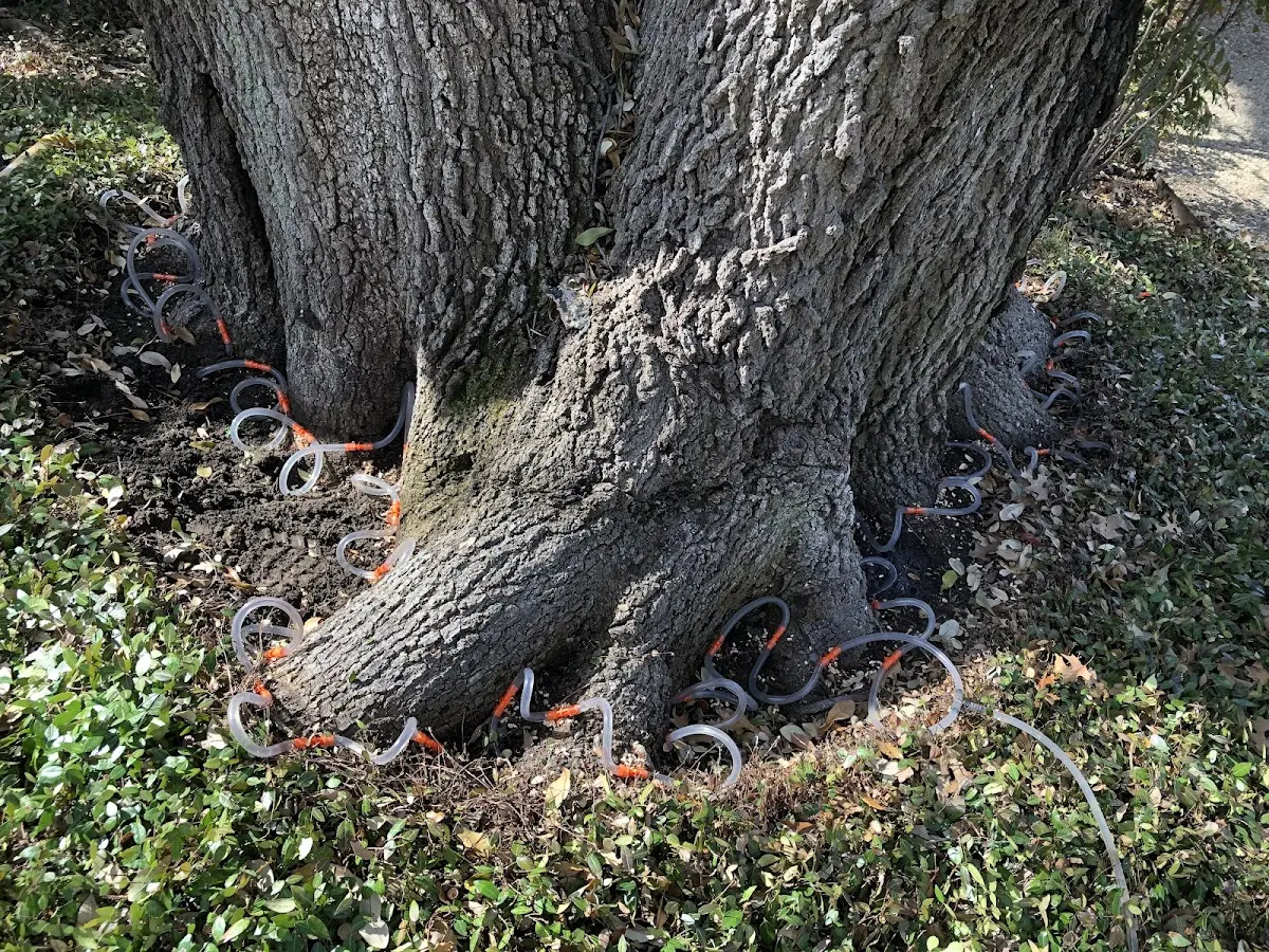 Detailed Tree Cabling and Bracing job site in Star